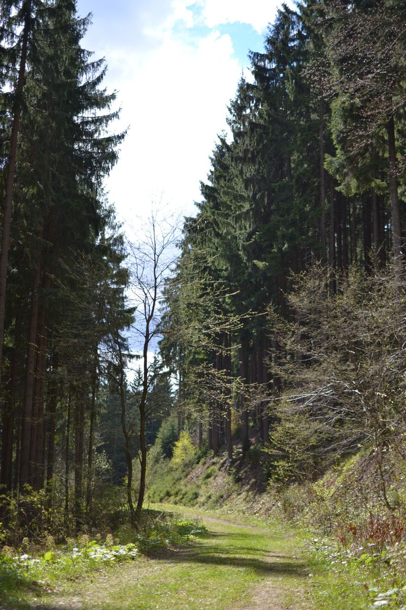Beskydský les nad údolím Leskové